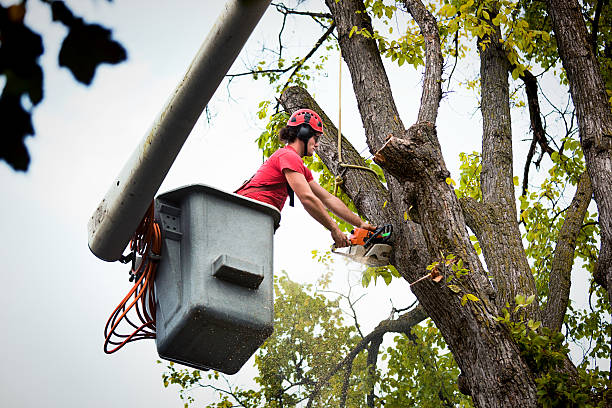 Professional Tree Removal in Cambridge, NE